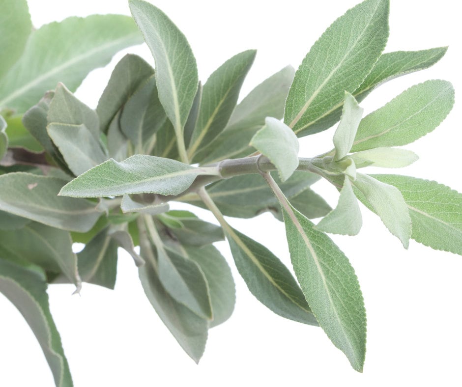 Hydrosol | White Sage