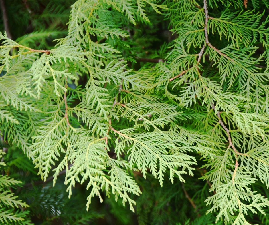 Hydrosol | Cedar